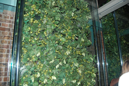 Plantas de Lúpulo